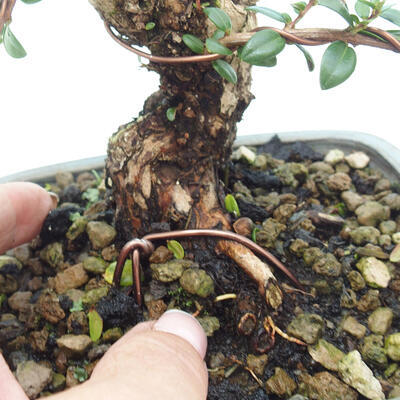 Izbová bonsai - Myrtus communis - Myrta obyčajná - 6