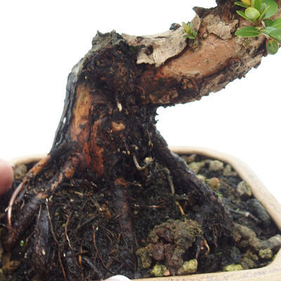 Izbová bonsai - Myrtus communis - Myrta obyčajná - 6