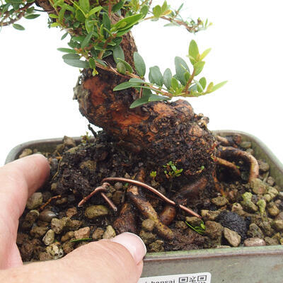 Izbová bonsai - Myrtus communis - Myrta obyčajná - 6