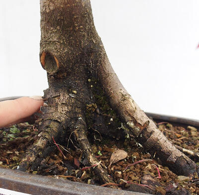 Vonkajší bonsai - Javor dlanitolistý - Acer palmatum RED PYGMY - 6