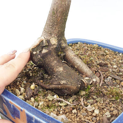 Vonkajší bonsai - Javor dlanitolistý - Acer palmatum RED PYGMY - 6