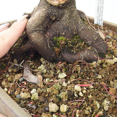 Vonkajší bonsai - Javor dlanitolistý - Acer palmatum RED PYGMY - 6