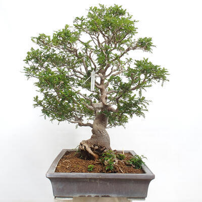 Izbová bonsai - Zantoxylum piperitum - korenistý - 6