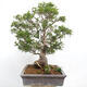 Izbová bonsai - Zantoxylum piperitum - korenistý - 6/7