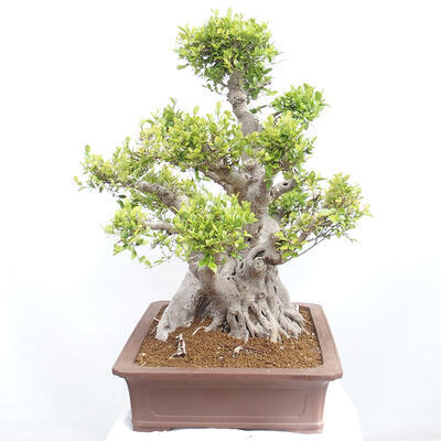 Izbová bonsai - Ficus retusa - malolistý fikus - 6