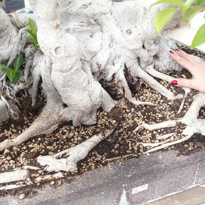 Izbová bonsai - Ficus retusa - malolistý fikus - 6