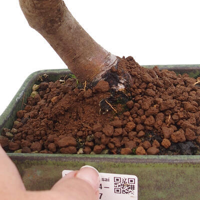 Vonkajší bonsai -Malus halliana - Maloplodá jabloň - 6