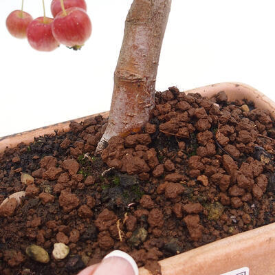 Vonkajší bonsai -Malus halliana - Maloplodá jabloň - 6