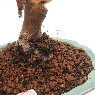 Vonkajší bonsai -Malus halliana - Maloplodá jabloň - 6