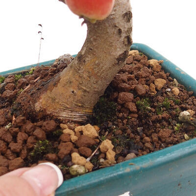 Vonkajší bonsai -Malus halliana - Maloplodá jabloň - 6