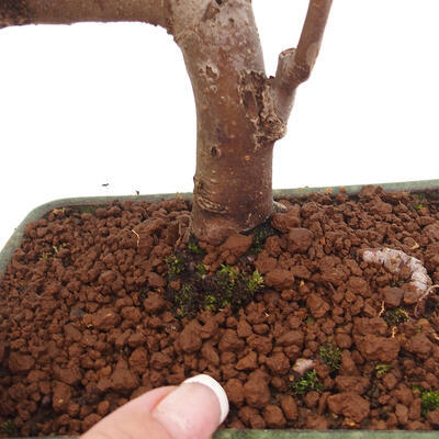 Vonkajší bonsai -Malus halliana - Maloplodá jabloň - 6