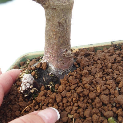 Vonkajší bonsai -Malus halliana - Maloplodá jabloň - 6