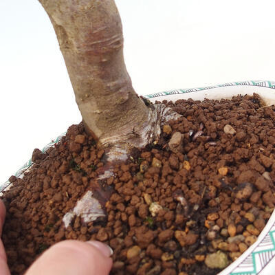 Vonkajší bonsai -Malus halliana - Maloplodá jabloň - 6