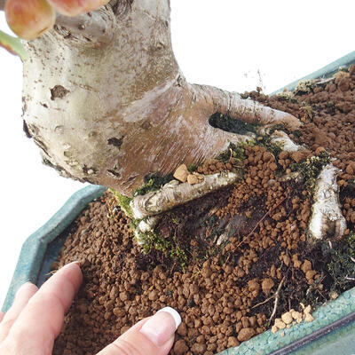 Vonkajší bonsai -Malus halliana - Maloplodá jabloň - 6