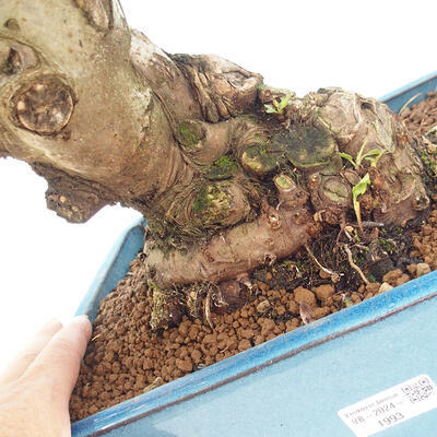 Vonkajší bonsai -Malus halliana - Maloplodá jabloň - 6