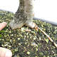 Vonkajší bonsai - Hloh - Crataegus monogyna - 6/6