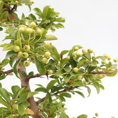 Vonkajší bonsai - Pyracantha tetón - Hlohyňa šarlátová - 6