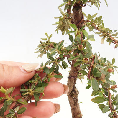 Vonkajší bonsai - Cotoneaster dám. Skogholm - Skalník - 6