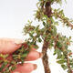 Vonkajší bonsai - Cotoneaster dám. Skogholm - Skalník - 6/6