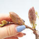 Vonkajšia bonsai - Vistarie kvetnatá - Wisteria floribunda - 6/7