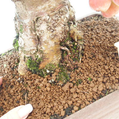 Vonkajší bonsai -Malus halliana - Maloplodá jabloň - 6