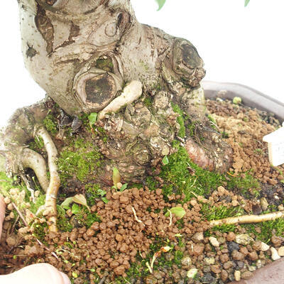 Vonkajší bonsai -Malus halliana - Maloplodá jabloň - 6