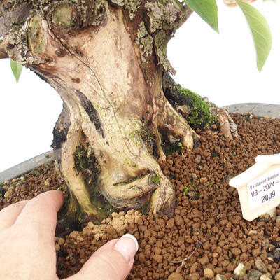 Vonkajší bonsai -Malus halliana - Maloplodá jabloň - 6