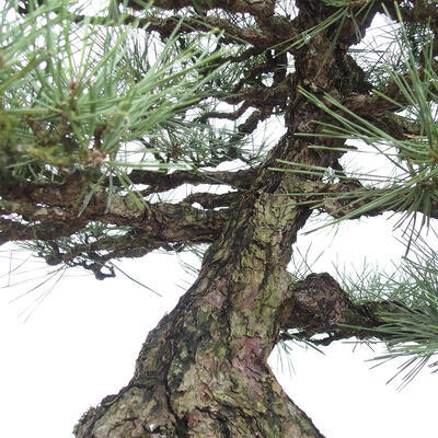 Vonkajšie bonsai - Pinus thunbergii - Borovica thunbergova - 6