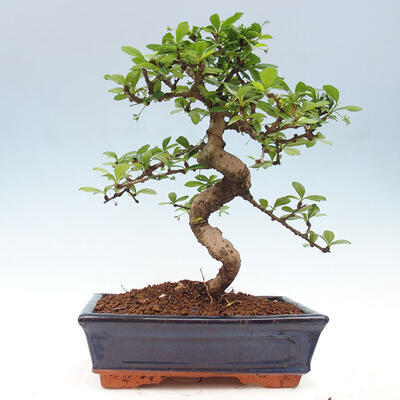 Izbová bonsai - Carmona macrophylla - Čaj fuki - 6