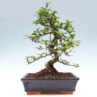 Izbová bonsai - Carmona macrophylla - Čaj fuki - 6