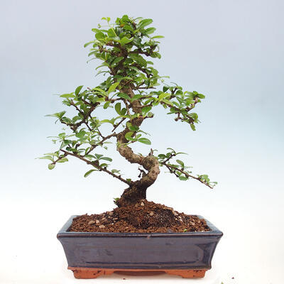 Izbová bonsai - Carmona macrophylla - Čaj fuki - 6