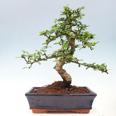 Izbová bonsai - Carmona macrophylla - Čaj fuki - 6