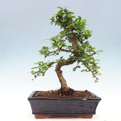 Izbová bonsai - Carmona macrophylla - Čaj fuki - 6