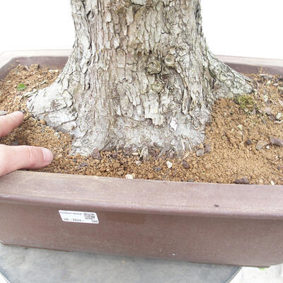 Vonkajší bonsai - Hloh - Crataegus monogyna - 6