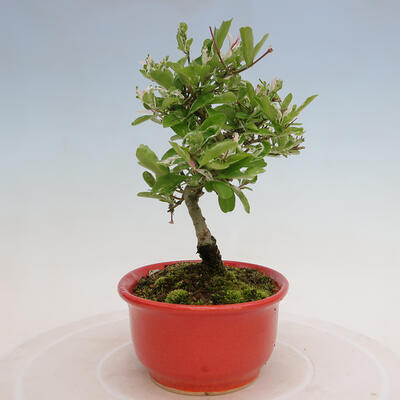 Vonkajší bonsai - Ligustrum obtusifolium - Vtáčí zob tupolistý - 6