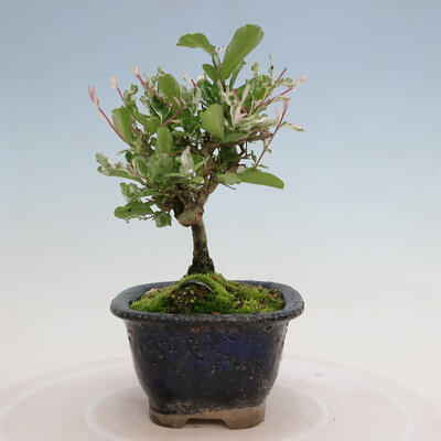 Vonkajší bonsai - Ligustrum obtusifolium - Vtáčí zob tupolistý - 6