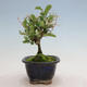 Vonkajší bonsai - Ligustrum obtusifolium - Vtáčí zob tupolistý - 6/6