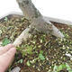 Vonkajší bonsai - Hloh - Crataegus monogyna - 6/6