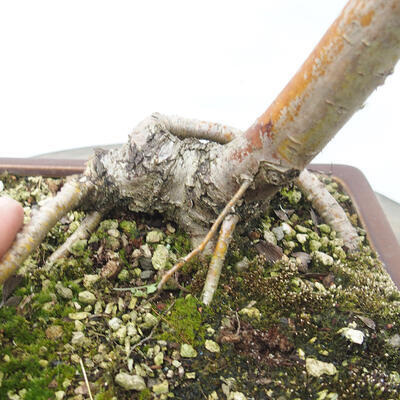 Vonkajší bonsai - Hloh - Crataegus monogyna - 6