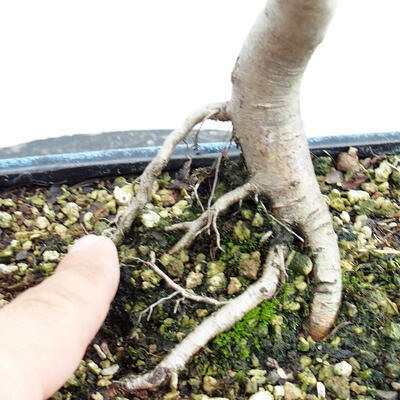 Vonkajší bonsai - Hloh - Crataegus monogyna - 6