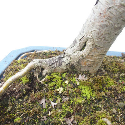 Vonkajší bonsai - Hloh - Crataegus monogyna - 6