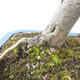 Vonkajší bonsai - Hloh - Crataegus monogyna - 6/6