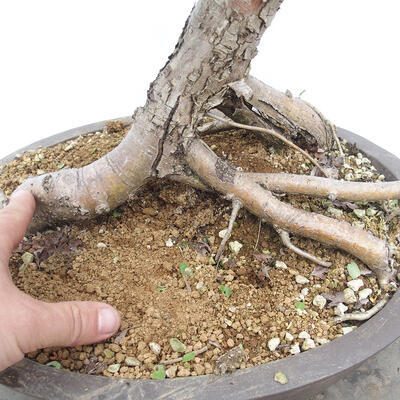 Vonkajší bonsai - Hloh - Crataegus monogyna - 6