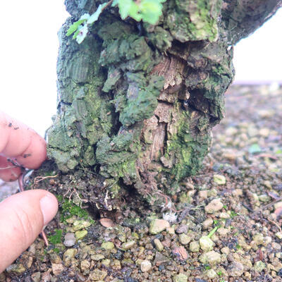 Vonkajšie bonsai - Zelkova - Zelkova NIRE - 6