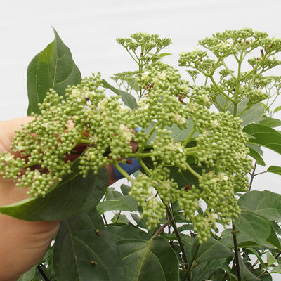 Izbová bonsai - Premna serratifolia - Kozlovoň malolistá - 6