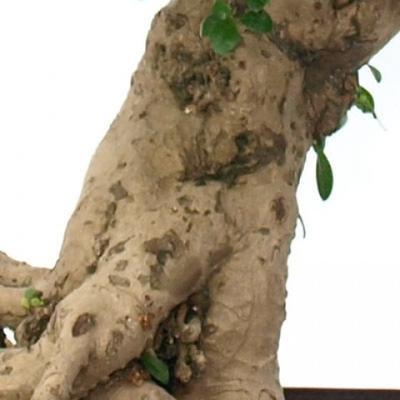 Pokojová bonsai - Carmona macrophylla - Čaj fuki PB2191532 - 6