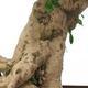 Pokojová bonsai - Carmona macrophylla - Čaj fuki PB2191438 - 5/5