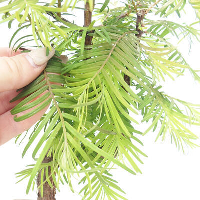Vonkajšie bonsai - Metasequoia glyptostroboides - Metasekvoja čínska - 6