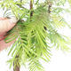 Vonkajšie bonsai - Metasequoia glyptostroboides - Metasekvoja čínska - 6/6