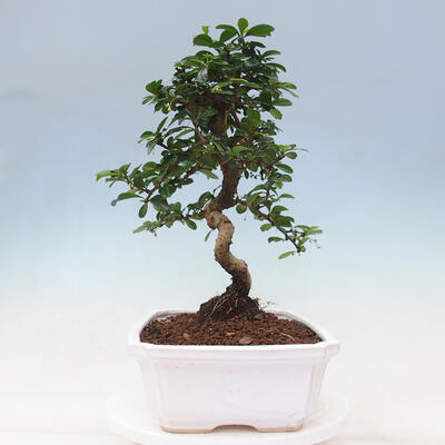 Izbová bonsai - Carmona macrophylla - Čaj fuki - 7